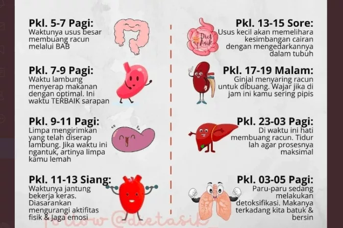 Jam Kerja Organ Tubuh: Pengaruh Ritme Sirkadian pada Kesehatan