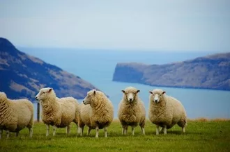 Panduan Komprehensif untuk Menemukan Pekerjaan di Selandia Baru
